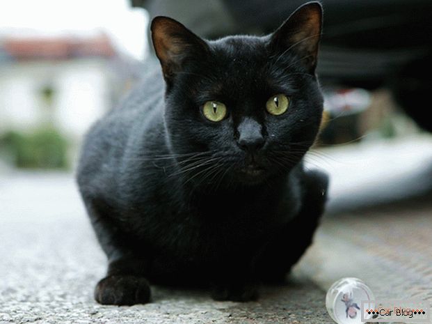 Crna mačka na putu - do nesreće